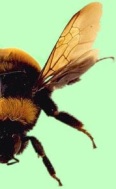 .5 bee