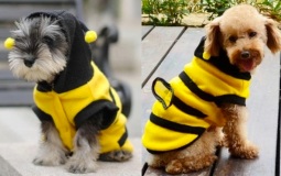 2dogbees